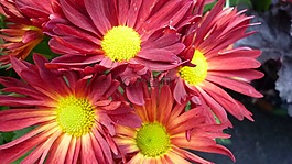 非洲菊,花,開(kāi)花