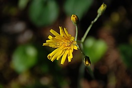開花,黃色,花
