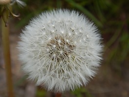 蒲公英,花,性質(zhì)