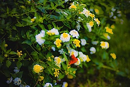 性質(zhì),鮮花,購物車