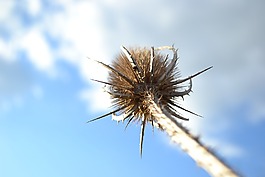 性質(zhì),干,秋