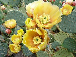 仙人掌,花,荊棘