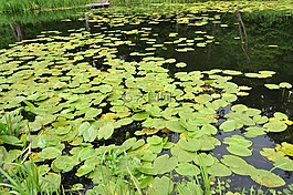 性質(zhì),水,池塘