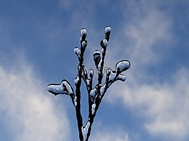 冰凍分公司,天空,霜