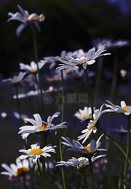 瑪格麗特,花,廠