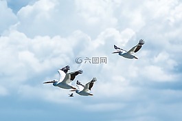 動(dòng)物,禽,喙