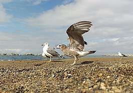 海,海灘,海鷗