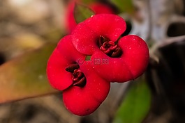 花,紅色,花園