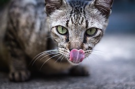 可愛的,動物,貓