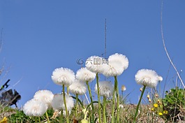 性質(zhì),蒲公英,草甸