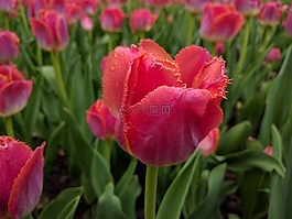 郁金香,花,春