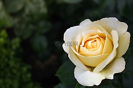 盛開,開花,植物區(qū)系