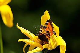 性質,蝴蝶,花