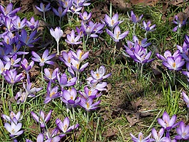 野番紅花,藏紅花,春季覺(jué)醒