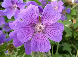storchschnabel,开花,花