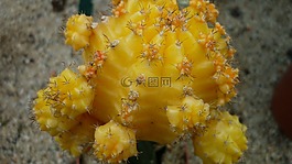 仙人掌,观赏植物,黄色