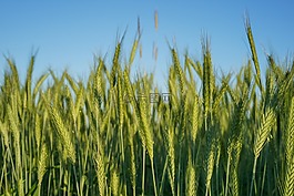 農業(yè),大麥,作物