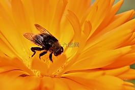 開花,花,昆蟲