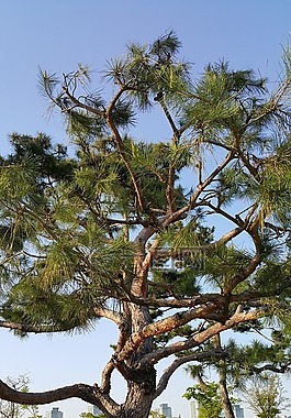 木材,松,抽象
