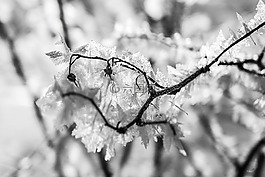 冰,eiskristalle,自然冬天