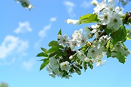 春天,鮮花,性質(zhì)