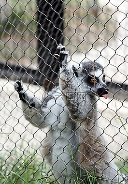 狐猴,語言,動物園