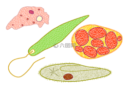 原生動物,微生物,生物學(xué)