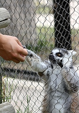 狐猴,共享,動(dòng)物園