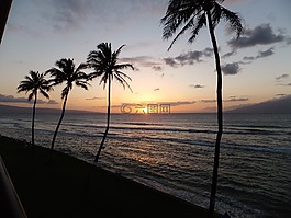 棕櫚樹,日落,海洋