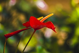 性質,鮮花,購物車