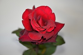 玫瑰,紅色,開花