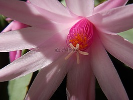 仙人掌花,粉红色,开花