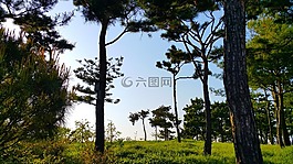 松,木材,植物園