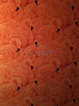 壁纸,火烈鸟,粉红色