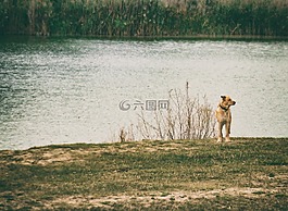 狗,水,湖