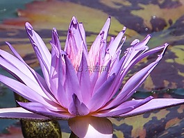 紫色,花,開花