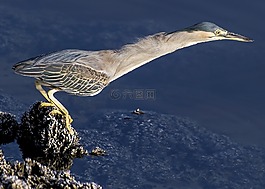 鷺,條紋,鳥