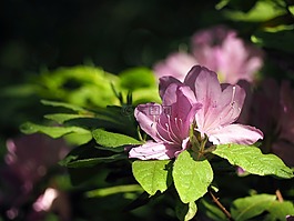 杜鵑,鮮花,植物