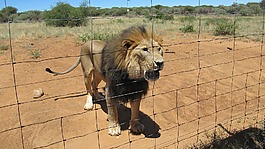 納米比亞,獅子,野生動(dòng)物園