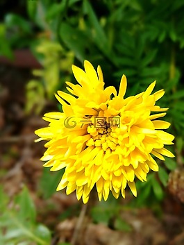 萬(wàn)壽菊,鮮花,斯里蘭卡