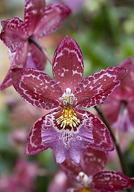 蘭花,鮮花,開花
