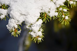 杉木,科,雪