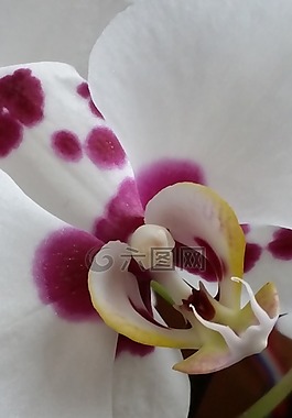 蘭花,花,花的