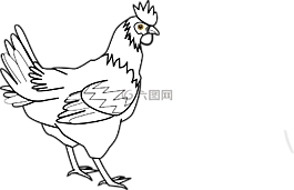 公雞,母雞,動物