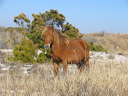 野生的小馬,放牧,野性