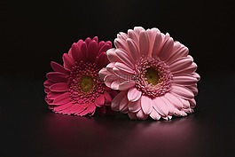 非洲菊,鮮花,粉紅色