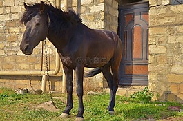馬,動物,騎馬