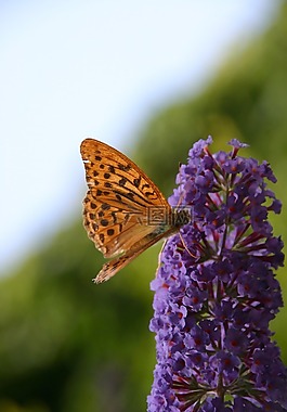 帝王蝶,花授粉,danaus plexippus