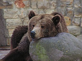 熊,動(dòng)物園,馬熊