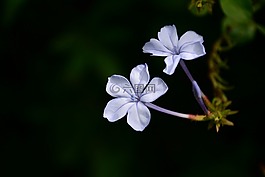 花,薰衣草,自然